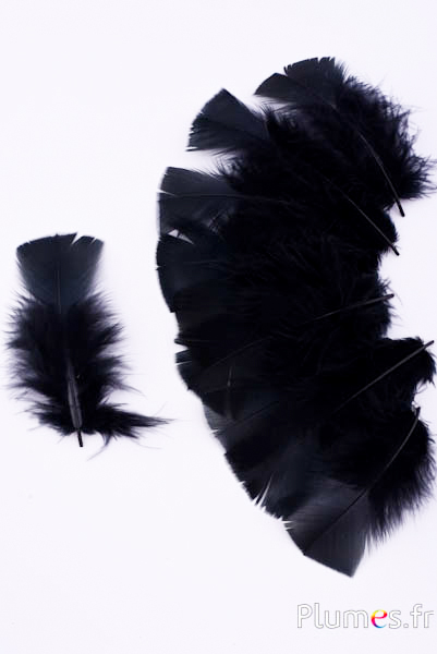 Dinde - 6-8 cm - noir